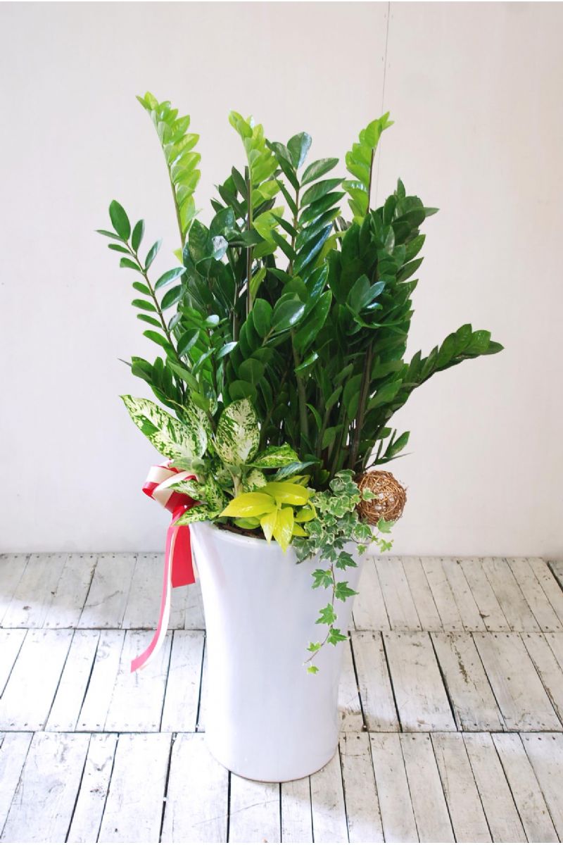 金錢樹地上型盆景Deluxe ZZ Plant Gift